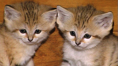 Pictures Of Kittens And Cats. Unless it#39;s sand cat kittens