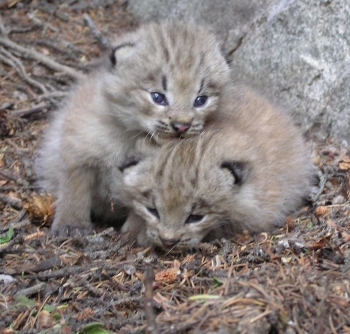 lynx-kittens.jpg