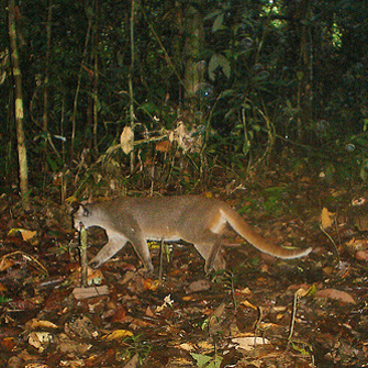 Wildlife traders are aware of the species' rarity, and Bay Cats have been