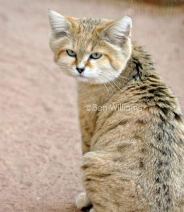 arabian-sand-cat