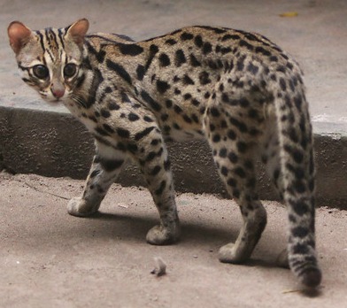 Cats In China: Leopard Cat 